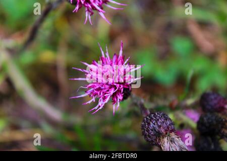 Wildblumen Stockfoto