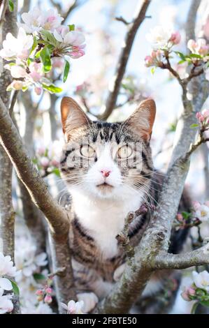 Eine kurzhaarige gestromte Katze (Felis catus) Sitzen auf einem blühenden Apfelbaum (Malus domestica) Stockfoto