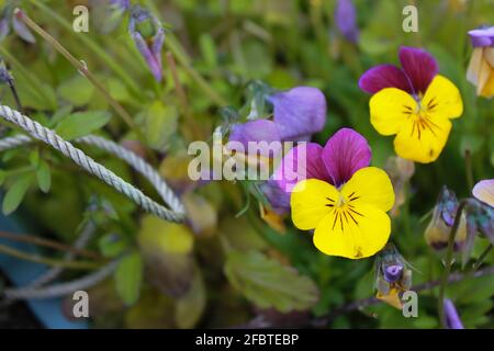 Wildblumen Stockfoto