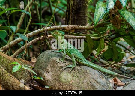 Weibliche geplumpte Basilisk Basiliscus plumifrons , auch ein grüner Basilisk in einem Wald in der Nähe von La Fortuna, Costa Rica genannt Stockfoto