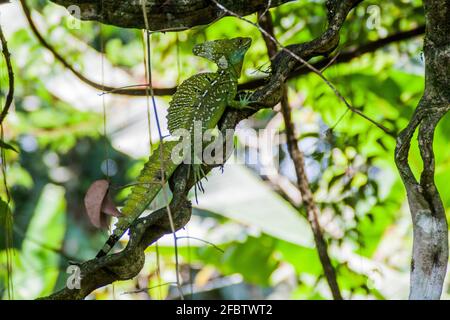 Basilisk Basiliscus plemifrons, auch grüner Basilisk in einem Wald in der Nähe von La Fortuna, Costa Rica genannt Stockfoto