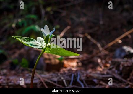 Weißes trillium blüht im Frühjahr auf dem Waldboden Sonnenlicht Stockfoto