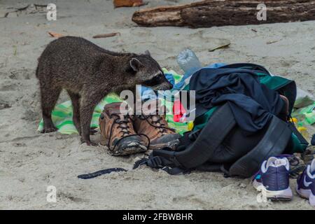 MANUEL ANTONIO, COSTA RICA - 13. MAI 2016: Krabbenfressende Waschbär Procyon cancrivorus stiehlt ein Essen von Touristen im Nationalpark Manuel Antonio, Costa Stockfoto