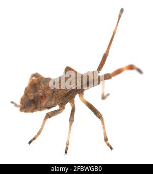 Dock Bug, Coreus marginatus Nymphe isoliert auf weißem Hintergrund mit hoher Manifest fotografiert Stockfoto