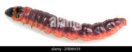 Ziegenmotte, Cossus cossus larva isoliert auf weißem Hintergrund Stockfoto