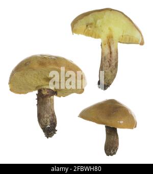 Sammlung von rutschigen Buben, Suillus luteus essbaren Pilz isoliert auf weißem Hintergrund Stockfoto