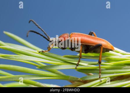 Weiblicher rotbrauner Langhornkäfer, Stictoleptura rubra auf Kiefernnadel, Copyspace auf dem Foto Stockfoto