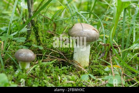 Schleimige Stachelkappe, Gomphidius glutinosus wächst zwischen Moos Stockfoto