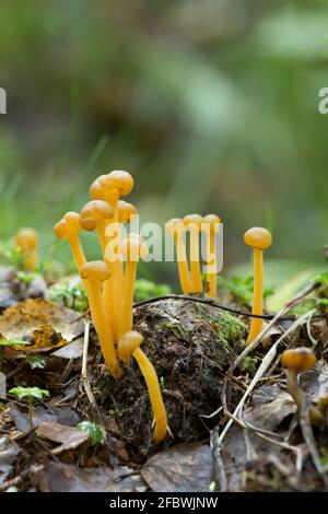 Gelee Babys, Leotia lumica wächst in nasser Umgebung Stockfoto