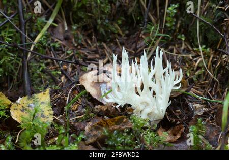 Weiße Koralle, Ramariopsis kunzei wächst in nasser Umgebung Stockfoto