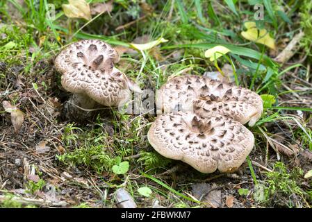 Schuppiger Igel, Sarcodon imbricatus Stockfoto