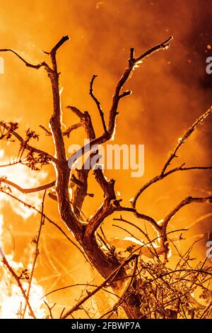 Nachts brannte Gorse. Stockfoto