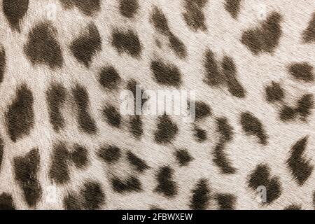 Tapete Lichtflecken mit abstraktem Leopardenmuster, nahtlose Papier Textur wilde Tiere Hintergrund. Stockfoto