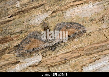 Gesprenkelter Mops, Eupithecia icterata auf Fliederholz Stockfoto