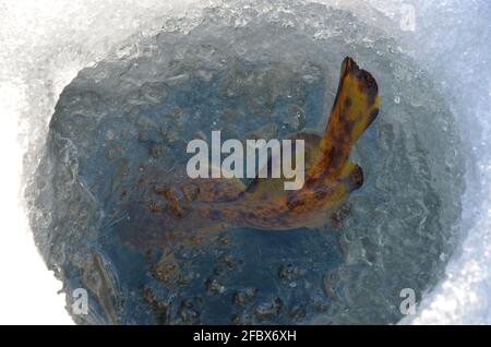 Angeln im Winter. Der Fisch schwimmt unter dem Eis. Der Gefangene Fisch kam aus dem Haken. Stockfoto