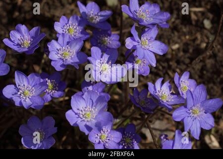 Gartenhepatika Anemone hepatica (häufig hepatica, liverwort, kidneywort, Pennywort), Hepatica nobilis enthüllt im Frühjahr im Garten. Stockfoto