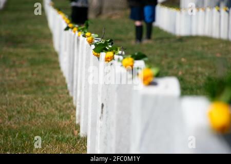 Ansicht von Grabsteinen mit gelben Rosen auf jedem Auf dem Nationalfriedhof von Arlington Stockfoto