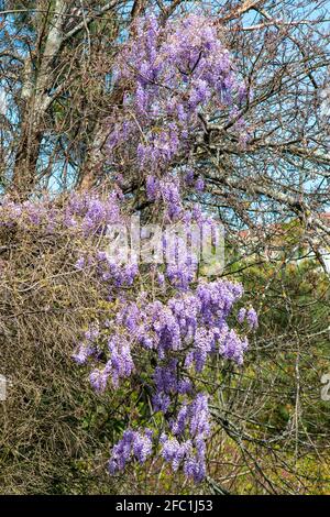 Wisteria sinensis, allgemein bekannt als die chinesische Wisteria, ist eine Art blühender Pflanze in der Familie der Erbsengewächse. Stockfoto