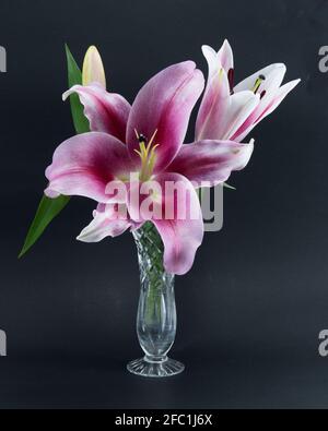 Flashpoint lila, rosa und weiß Orientalische Trompete Lily Nahaufnahme auf schwarzem Hintergrund in einer Kristallvase. Schönheit in der Natur Bild. Stockfoto