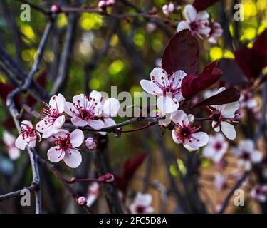 Durch die japanischen Ahornblüten in das klare Blau blicken Frühlingshimmel Stockfoto