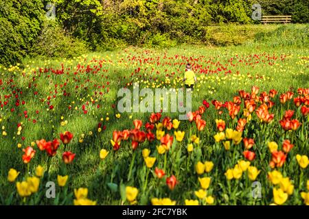 Junge auf einer Tulpenwiese im Britzer Garten Berlin. Junge auf einer Tulpenwiese im Britzer Garten in Berlin. Stockfoto