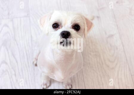 Kleiner weißer maltesischer Hund mit geschnittenen Haaren, der auf dem Boden sitzt und gerade nach oben schaut. Stockfoto