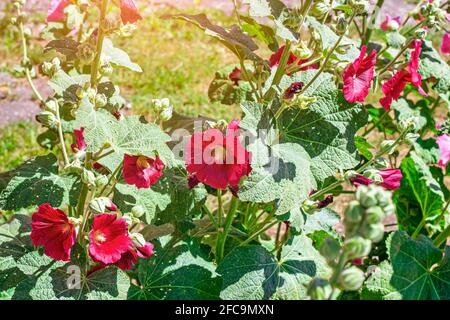 Frische Blüte im Sommer blüht im Garten leuchtend rosa Hollyhock (Alcea rosea, Malva, Malve). Stockfoto