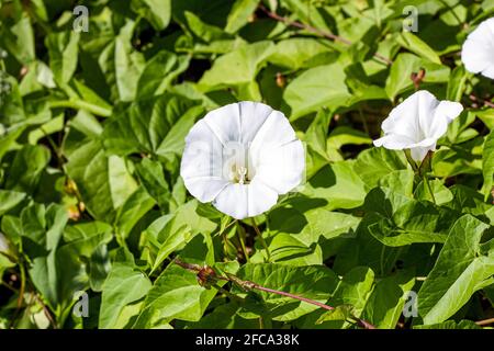 White Morning Glory (Ipomoea Aquatica, False Bindweed, Wasserspinat, Kangkong, Flussspinat, Ong Choy, Water Convolvulus, Swamp Cabbage) blüht ein Stockfoto