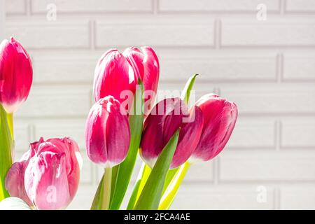 Schöne helle rosa Tulpenblüten mit grünen Blättern auf hellem Backstein Hintergrund aus nächster Nähe. Stockfoto