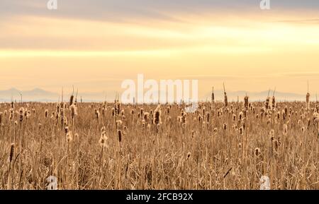 Trockenes Cattail- oder Typha-Feld bei Sonnenuntergang. Bulrush oder Reedmace oder Reed oder Mais Hund Gras oder Sumpfwurst aquatischen Rhizomatous krautigen Staude Stockfoto