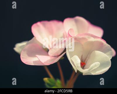 Blumen, rosa Pelargonium- oder Geranienpflanzen, Blütenblätter, auf einem dunklen Hintergrund, australischer Garten Stockfoto