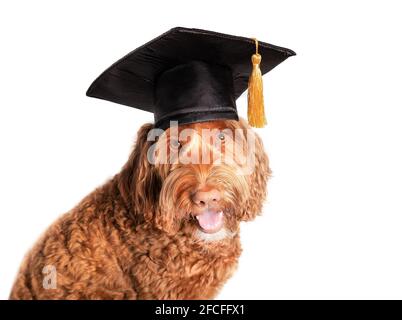 Labradoodle Hund mit Abschlusshut mit Quaste. Lustiges PET-Themenkonzept zur Feier der Abschlussfeier, Ausbildungsklasse, akademische Zertifizierungen oder Diplo Stockfoto