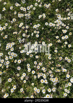 Daiy blüht auf einer Wiese, bellis perennis in österreich Stockfoto