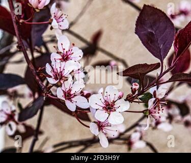 Ein japanischer Ahorn blüht im Frühling Stockfoto