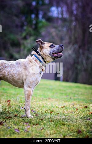 Hund wartet darauf, dass ein Ball geworfen wird Stockfoto