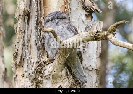 Tawny Frogmouth schlief tagsüber auf einem Papierbark Baum Stockfoto