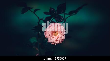 Eine hübsche rosa Rosenblume in der Mitte des Fotos im dunkleren Hintergrund trifft Licht auf die Blütenblätter und leuchtet heller. Stockfoto