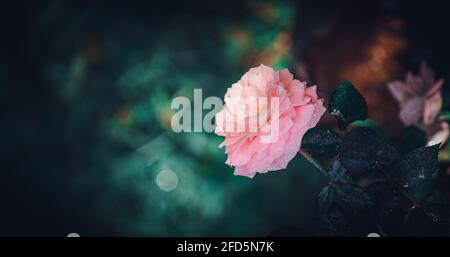 Hübsche Rosenblüte und Zweig aus der rechten unteren Ecke des Bildkompositionsfotos. Stockfoto