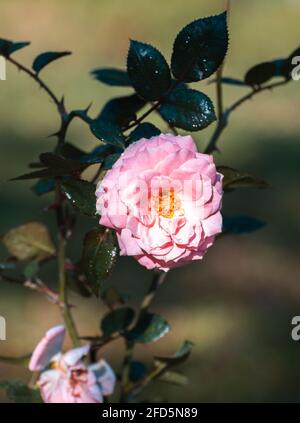 Hübsche Rosenblüte und Ast treffen Morgensonne und leuchtet, Frische-Konzept. Stockfoto