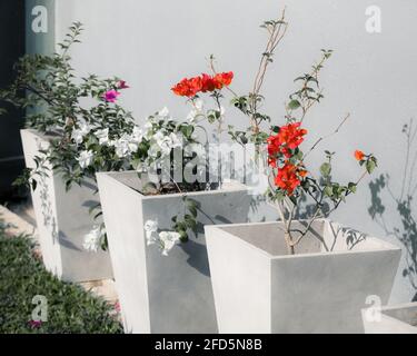 Bougainvillea pflanzte Zementtöpfe in einer Reihe im Hinterhofgarten. Stockfoto