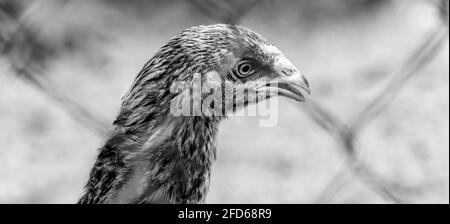 Schwarz-weiße Hühnerhals über den Augen sehen und Schnabel durch ein Netz. Nahaufnahme Portraitaufnahme von schönen Freilandtieren. Stockfoto