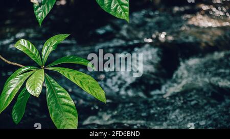 Der Bambarawana-Wasserstrom fließt im dunklen Hintergrund schnell, während im Vordergrund die Blätter des Baumes im Fokus stehen. Stockfoto