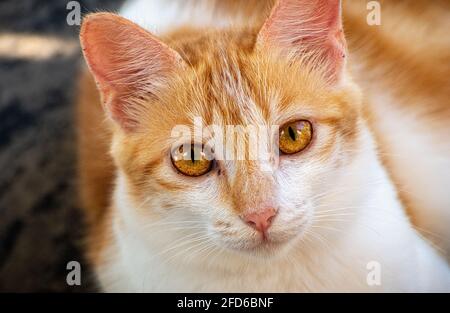 Junge und orangefarbene Katze, die auf die Kamera schaut, auf dem Boden sitzt und wunderschöne und entzückende Tierporträts, das Konzept der Unschuld, aufschaut Stockfoto