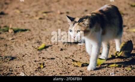 Geboren mit einem beschädigten blinden Auge, kümmerte sich um diese Waise Katze jetzt stolzen Spaziergang in den Hinterhof Porträtaufnahmen. Stockfoto