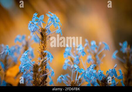 Betonblumen schließen natürliche Bedingungen und frühe Sonneneinstrahlung aus Stockfoto