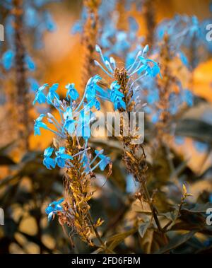 Betonblumen schließen natürliche Bedingungen und frühe Sonneneinstrahlung aus Stockfoto