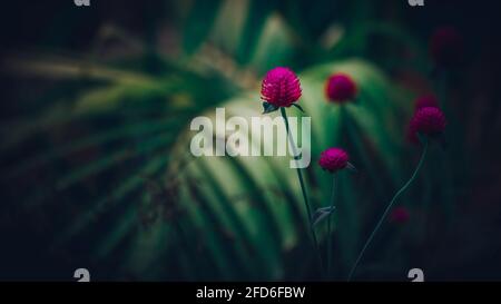Globe Amaranth Blumen schließen ein Foto, das am frühen Morgen im Garten aufgenommen wurde. Stockfoto