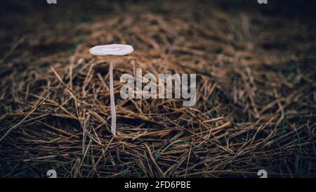 Zerbrechlicher, nicht essbarer Pilz, der auf dem Boden oben auf dem Reisfeld wächst. Isolierte Nahaufnahme von Pilzen, das Konzept der Einsamkeit. Stockfoto