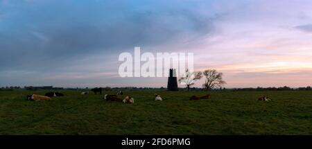 Black Mill, ein Wahrzeichen der Region, flankiert von blattlosen Bäumen und Kühen, die im frühen Frühjahr in Beverley, Yorkshire, Großbritannien, im Morgengrauen auf dem Westwood ruhen. Stockfoto