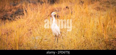 Großer Weißer Reiher steht und Hals hoch auf dem geernteten Reisfeld in der Wärme der Morgensonne. Die Schönheit der Natur und Tierwelt. Stockfoto